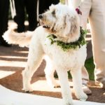 11 Wedding-Ceremony-English-Ivy-Dog-Collar