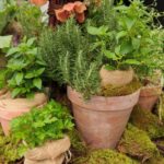 16 Live-Centerpiece-Herbs-Potted-in-Traditional-Terracotta-Burlap-Mosses