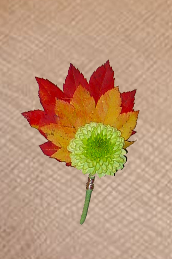 Fun Colorful Fall Leaf With Green Button Mum Natural Boutonniere 63kb Opt