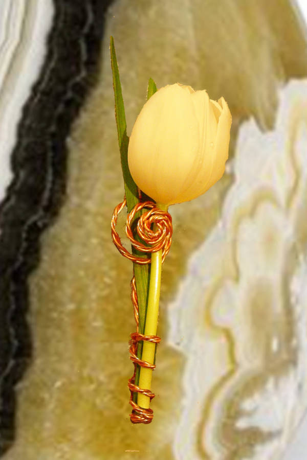 Modern White Tulip Lapel Flower Holder Boutonniere Crp 2x3 1 Opt