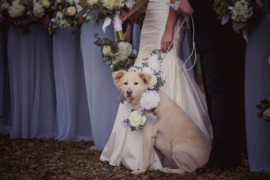 Romantic Southern Garden Wedding Floral Dog Collar