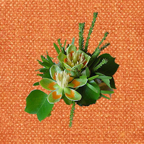 Tulip Tree Magnolia Flower And Greenery Boutonniere 2 Opt Tulip Tree Magnolia Flower And Greenery Boutonniere 2 Opt