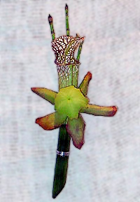 Saracena Carnivorous Leaf And Frog Belly Swamp Flower Boutonniere 57kb