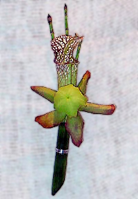 Saracena Carnivorous Leaf And Frog Belly Swamp Flower Boutonniere 57kb Saracena Carnivorous Leaf And Frog Belly Swamp Flower Boutonniere 57kb